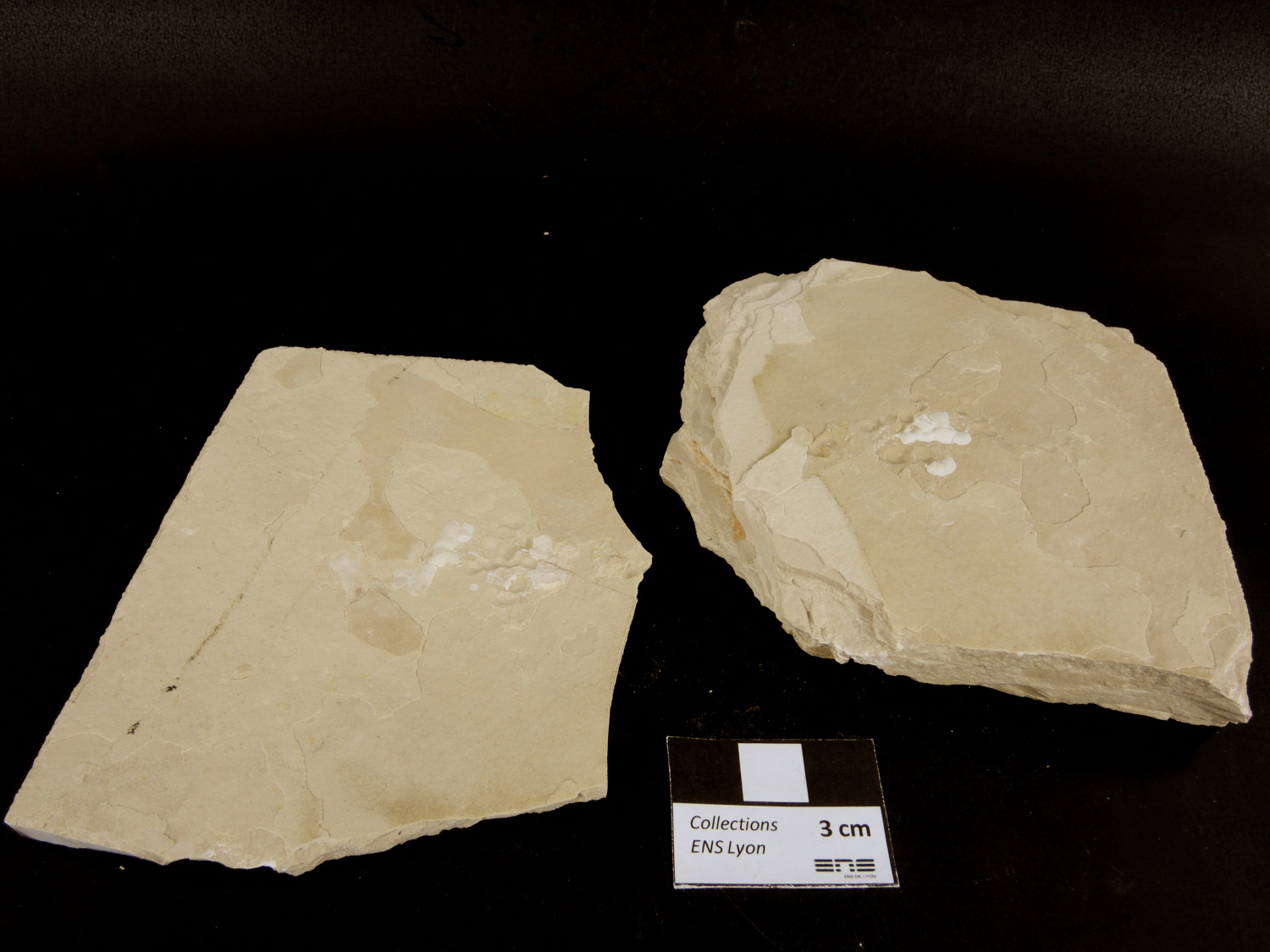 Calcaire lithographique à ichnofossiles Calcaire à coprolithes de poissons Jura  Cerin Carrière de Cerin